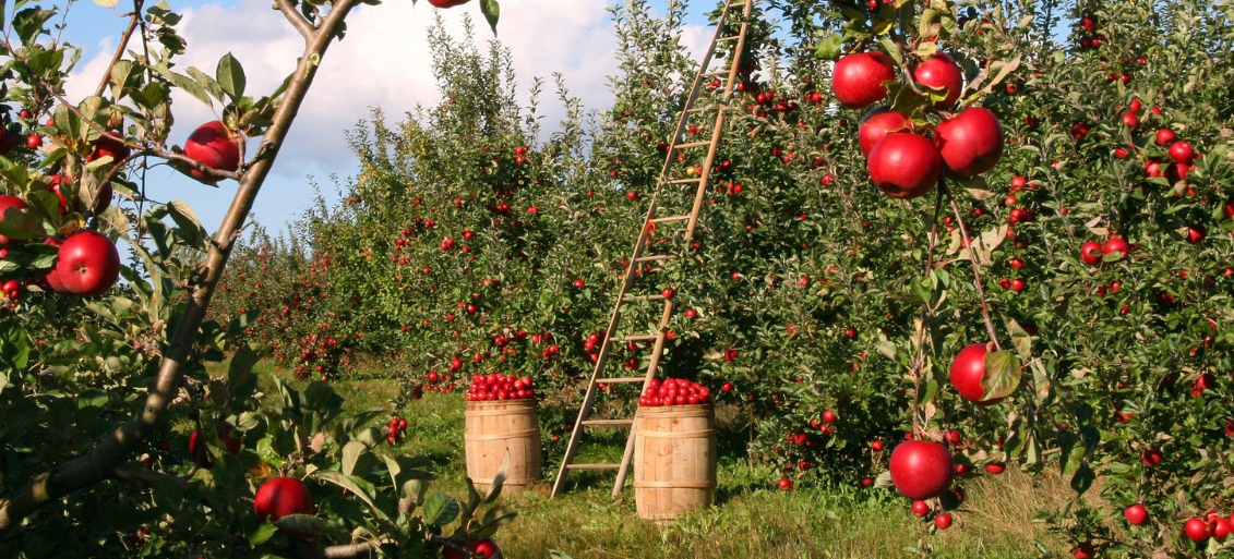Ovocný jablkový sad, s rebríkom priloženým k stromu